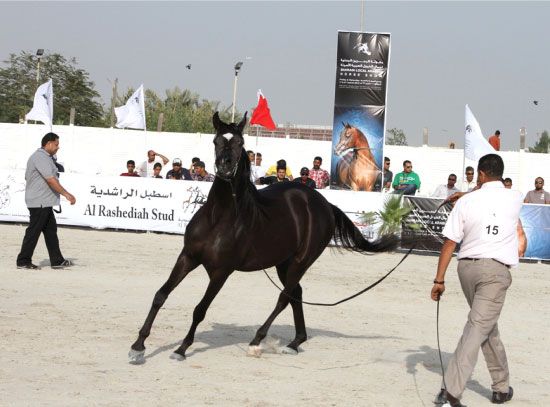 عروض بطولة البحرين لجمال الخيول في سار لقيت استحسان الكثير من المتابعين