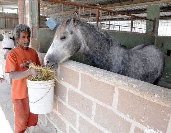 خسائر بالآلاف جراء إعدام الخيول المصابة بمرض الرعام - تصوير عقيل الفردان