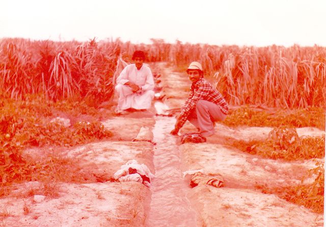 الماء يجري عبر الجدول «الساب» ويتوزع لريّ المزروعات في الثمانينات
