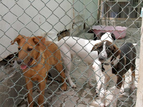 كلاب خضعت لبرنامج الإخصاء والتطعيم لدى جمعية البحرين للرفق بالحيوان