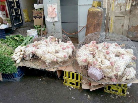 الدجاج معروض للبيع في شارع صعصعة بن صوحان في المنامة