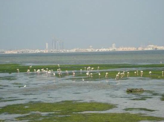 ساحل جرداب المطل على خليج توبلي