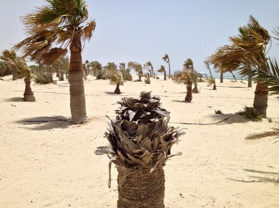 موت بعض الأشجار والنخيل بسبب غياب الصيانة والسقاية عنها في بلاج الجزائر
