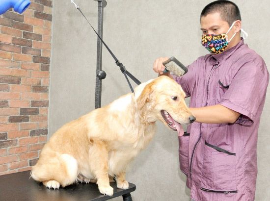 عملية تنظيف أحد الكلاب في محل  «Pets Arabia»
