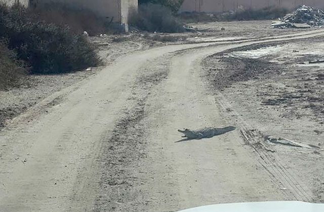 التمساح متجولاً في أحد الطرق المؤدية إلى قرية بوقوة