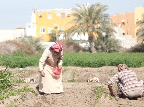 بحريني يعمل في الزراعة بمساعدة آسيوي