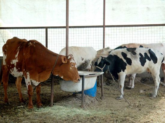مجموعة من الأبقار التابعة لأحد المصانع التي تنتج الروب البلدي