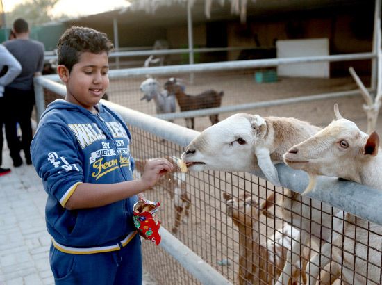 طفل يطعم الحيوانات في حديقة أرمان زو