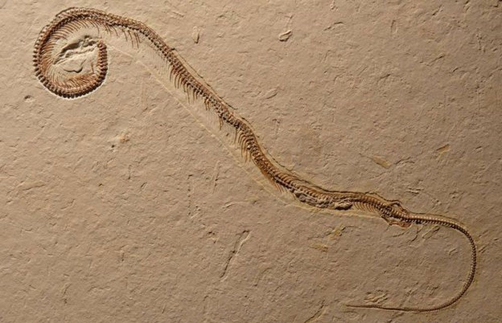 شكل ذيل حفرية الثعبان وعموده الفقري لا يدل على أي مظاهر للحياة في الماء. مما يعني أن الثعابين تطورت على الأرض. 