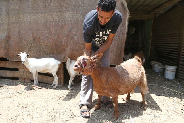 مزارعان يستعرضان الإصابات التي خلفتها هجمات الكلاب الضالة