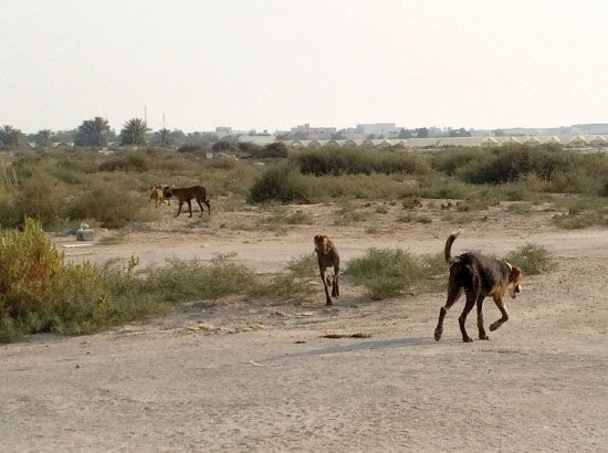 مجموعة من الكلاب الضالة بالقرب من بعض الحظائر في منطقة الهملة