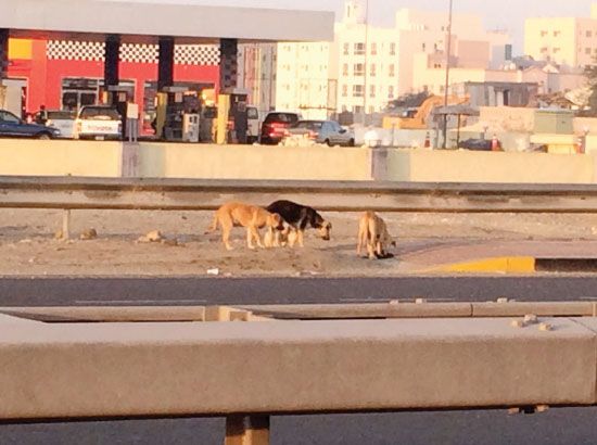 مجموعة من الكلاب الضالة على محاذاة الشارع العام بمنطقة سند