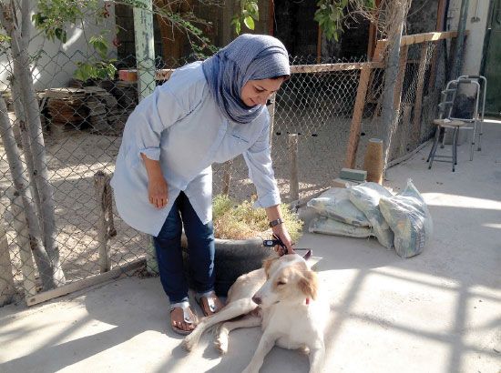 جدل حول شراسة وعدم عدائية الكلاب الضالة في البحرين