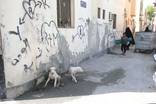كلاب ضالة في أحد طرقات فريج بن هندي