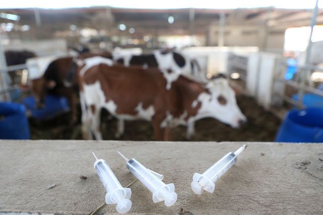 مجموعة من الإبر استخدمت لمعالجة الأبقار عند النعيمي