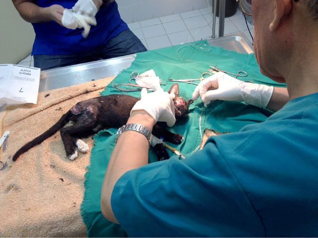 المواطن قام بنقل القطة إلى إحدى العيادات الخاصة بمعالجة الحيوانات بالهملة