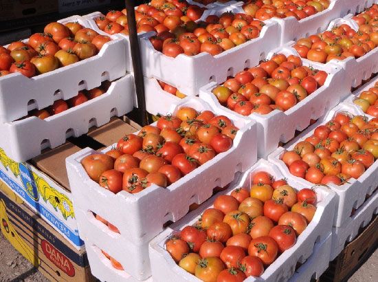 تجار: أسعار الطماطم ستنخفض إلى نحو دينار للسلة خلال الفترة المقبلة