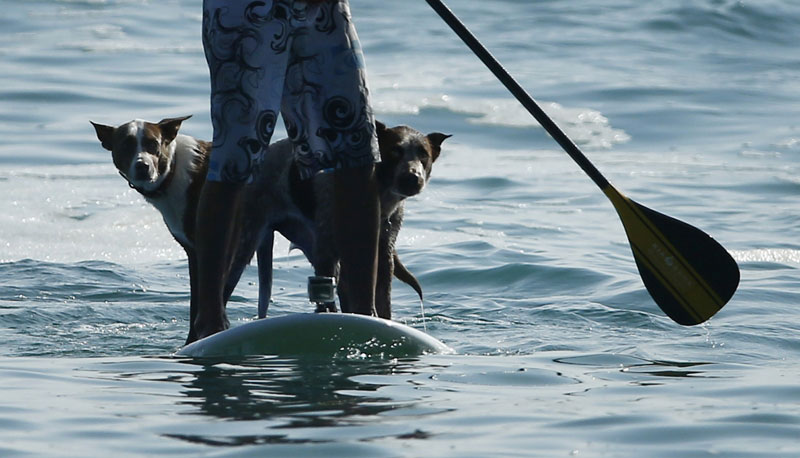  شاين كوست مع كلابه أثناء ركوبهم الأمواج  (رويترز)