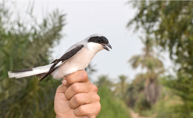 ﻿أنشأت العديد من الدول محميات للطيور للمحافظة عليها من الانقراض