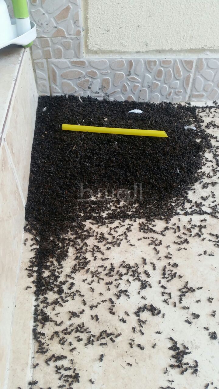 عائلة بحرينية تشكو غزو النمل الأسود لمنزلها بمقابة البحرين صحيفة الوسط البحرينية مملكة البحرين