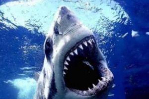 أستراليا تشن حملة شديدة على أسماك القرش بعد مقتل غواص