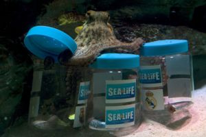 الاخطبوط ميسي يتوقع فوز برشلونة في 'الكلاسيكو'