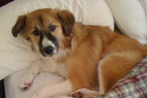 الاستراليون يفضلون النوم مع الكلاب عن الابناء 