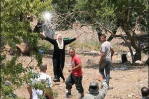 مستوطنون يقتلعون اشجار زيتون لفلسطينيين في الضفة الغربية