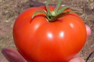 علماء يفكون الشفرة الوراثية للطماطم