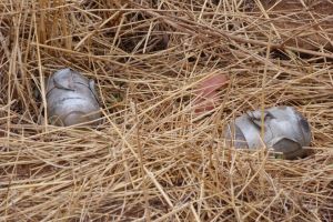 العثور على قنبلة تزن 30 كيلوجراما يشتبه أنها للمتمردين الأكراد في تركيا