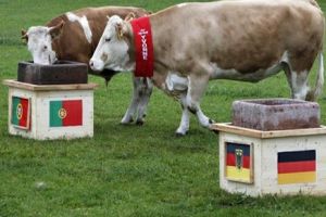 هل تصبح البقرة الألمانية إيفون خليفة الاخطبوط بول في التنبؤ بنتائج مباريات؟ 