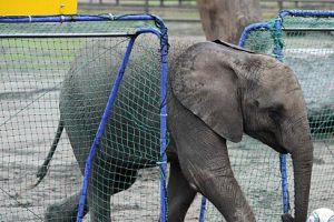 أنثى الفيل 'نيلي' تنبأ بفوز ألمانيا على اليونان