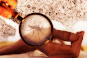 باحثون في سنغافورة يكتشفون جسما مضادا لفيروس حمى الدنج 