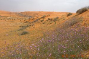 صحيفة: أعضاء من القاعدة فروا من حملة في اليمن إلى عمان 
