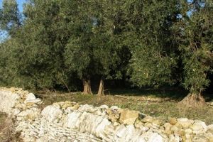 'هوس الإحراق' يهدد بكارثة طبيعية في تونس