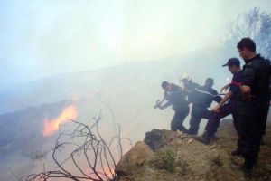 الحرارة تشعل 20 ألف هكتار من الغابات بالجزائر