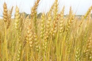 سوريا تطرح مناقصة لشراء 100 ألف طن من القمح