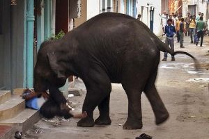 فيل هائج يقتل طالبا إندونيسيا