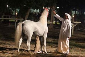 الاسطبلات الملكية تستضيف شباب العالم في 'امسية الخيول العربية'