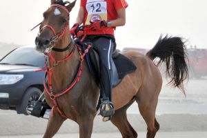 خالد بن حمد يشيد بمستوى الفارسة نجلاء بنت سلمان ويؤكد دعمه للفارسات  