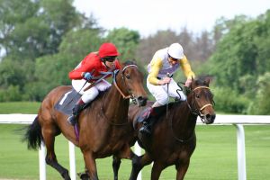 الإمارات تنظم 40 سباقا للخيول العربية في أنحاء العالم خلال العام الجاري 