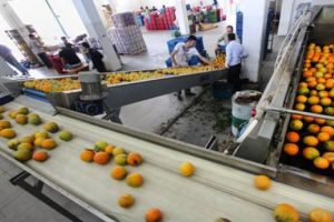 البحرين تستورد 2% من الفاكهة الصيفية اللبنانية