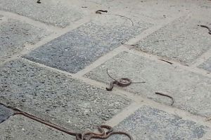 بوعنق: أفاعٍ وقوارض تغزو مبنى بلدية المحرق