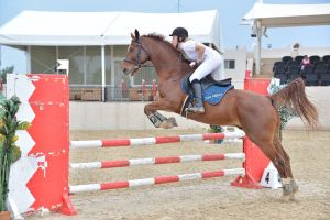 العلوي يشيد بالمستويات الكبيرة التي قدمها جميع الفرسان