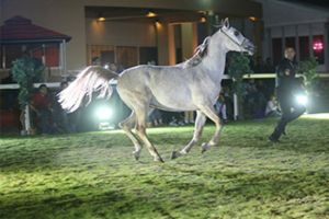 رئيس اللجنة المنظمة لبطولة فيصل بن حمد لجمال الخيل العربية يشيد بدعم ناصر و خالد بن حمد