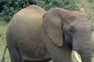 فيل يبحث عن طعام يتسبب في مصرع ستة أشخاص في تايلاند