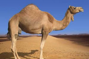 وزير الصحة السعودي: لا علاقة بين الإبل وفيروس كورونا