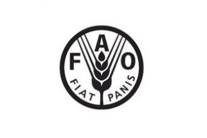 'الفاو' تشدد على ضرورة التصدي لمرض مدمر للموز بعد انتشاره في أفريقيا والشرق الأوسط