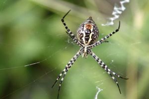 العناكب الاستوائية تهاجم المنتخب الأسترالي في البرازيل