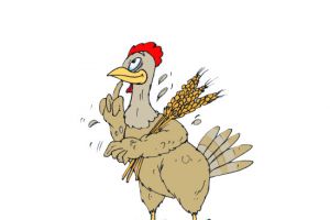 الدجاجة وسنابل القمح